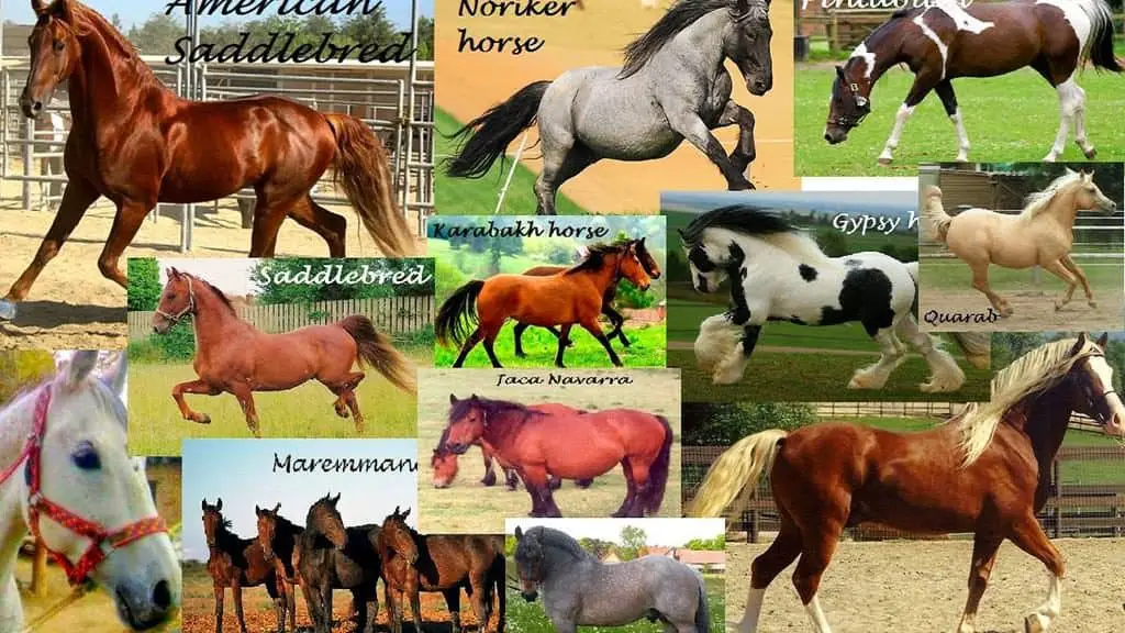 Breeds Of Horses - Buying A Horse Trailer
