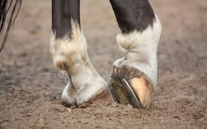 How To Cure Thrush In Horses
