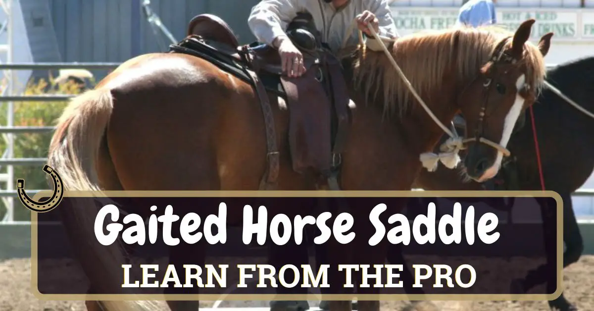 What Is A Gaited Horse Saddle Learn From The Pro Horse Soup