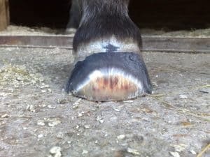 cut off horse hoof