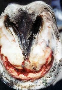 Laminitis In Horses