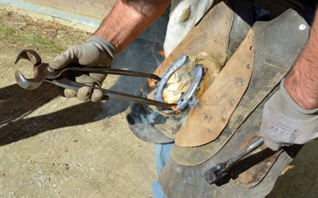 Farrier Putting Shoes On Horse