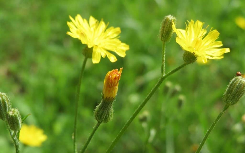 Flatweed In Pasture