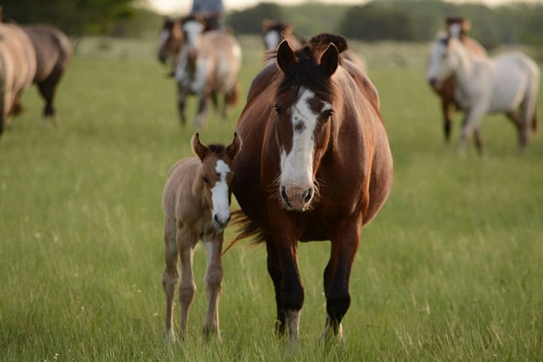 What Is Horse Cribbing