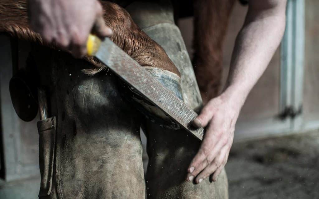 Horse Being Trimmed By Farrier
