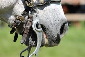 Horse Bridle With Bit