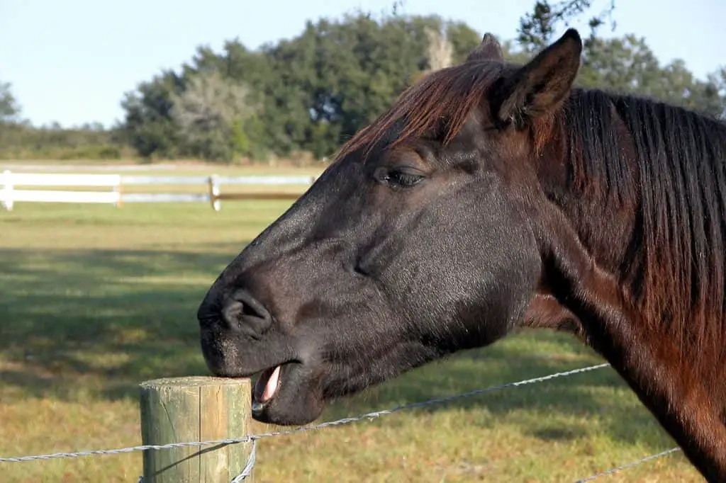 What Is Horse Cribbing And How To Stop It