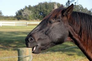 Horse Chewing On A Fencepost In Pasture