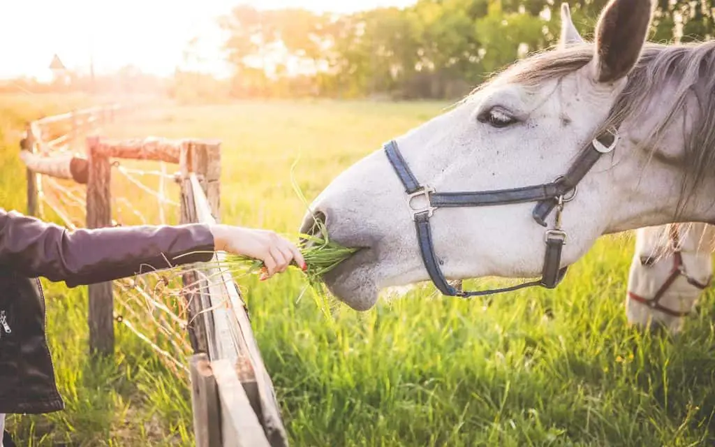 Horse Eating In Pasture