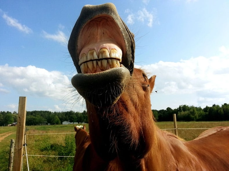 Horse Showing Teeth