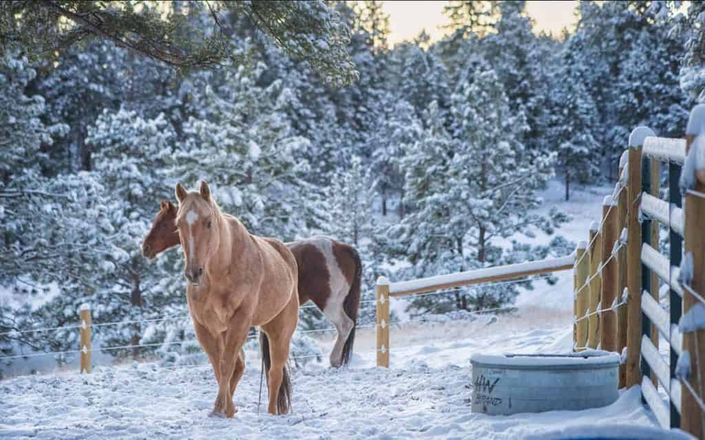 Horses Winter Pasture