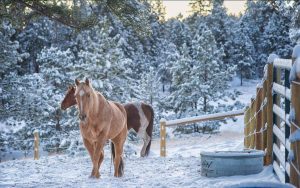 Horse Winter Pasture