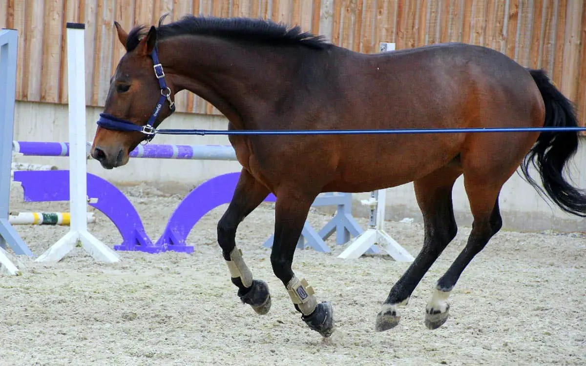 Horse With Leg Splints