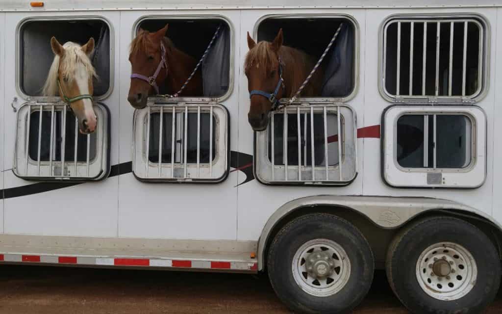 Horses Being Trailered