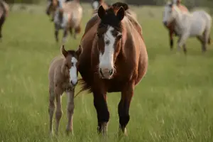 Mare And Her Foal