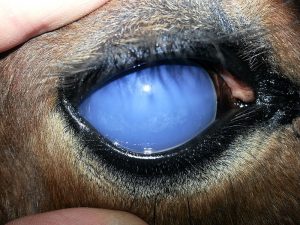 Moon Blindess In Horses - Equine Recurrent Uveitis