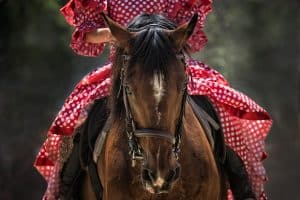 Quarter Horse And Rider