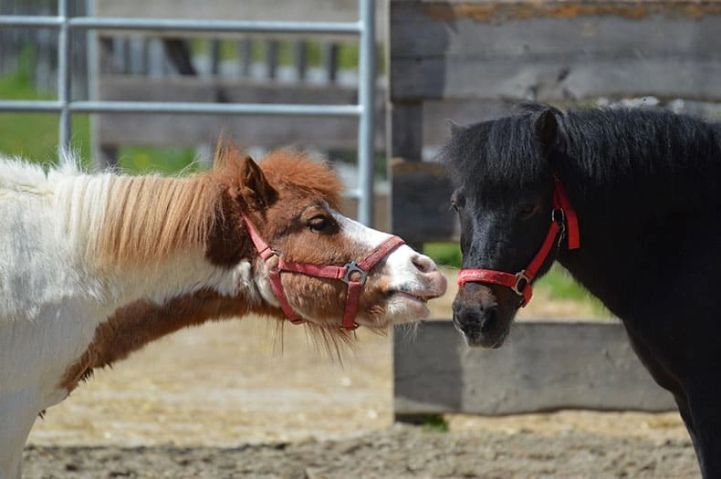 Two Horses Playing