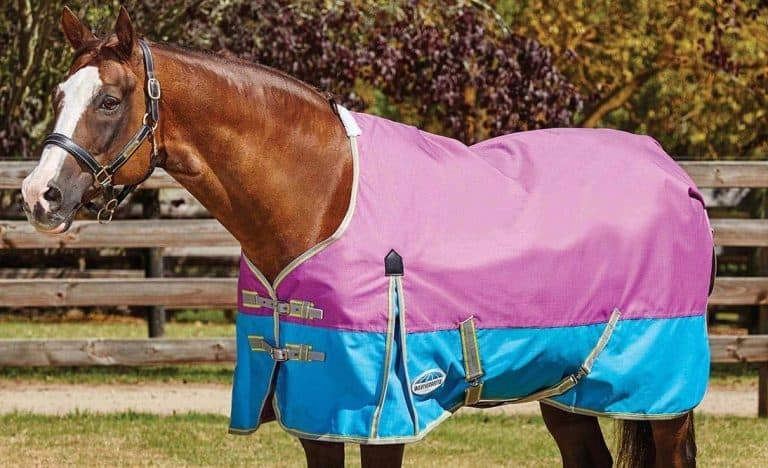 Our Review Of The 10 Best Fly Sheets For Horses 2020 | Horsesoup.com