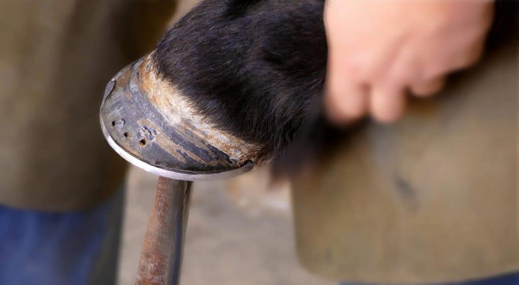 Why Do Horses Need Shoes?