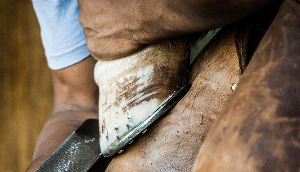 Why Do Horses Wear Shoes? Horse Soup