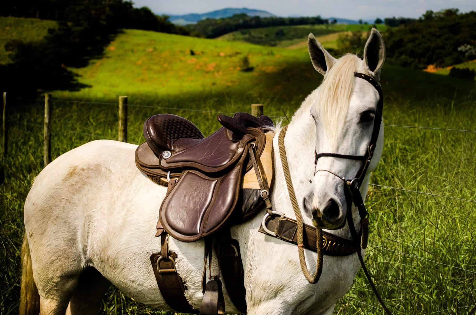 what-color-saddle-pad-looks-best-on-my-horse-horsesoup