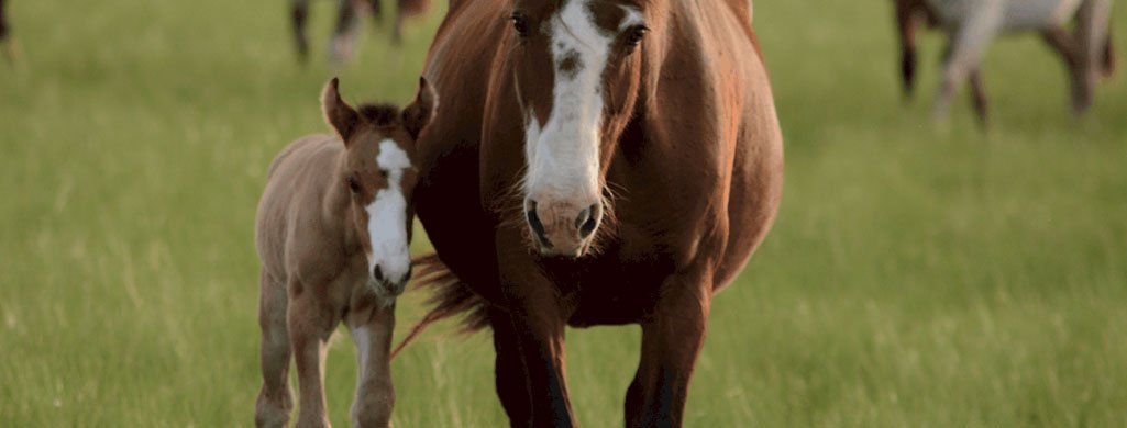Foal And Mare