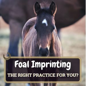 Foal Imprinting Featured