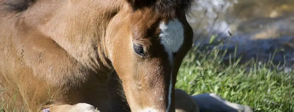 Foal In Pasture