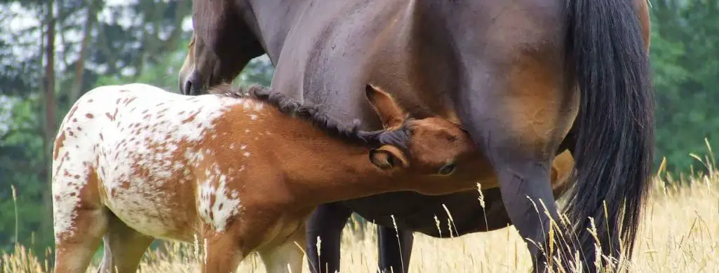 Foal Nursing From Mother