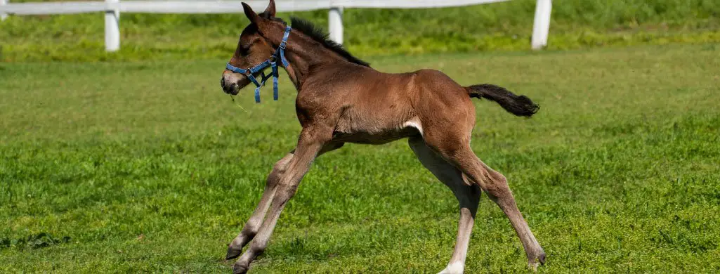 Foal Imprinting