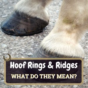 Hoof Rings Featured