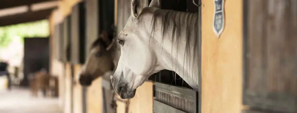 Horseback Riding On A Budget