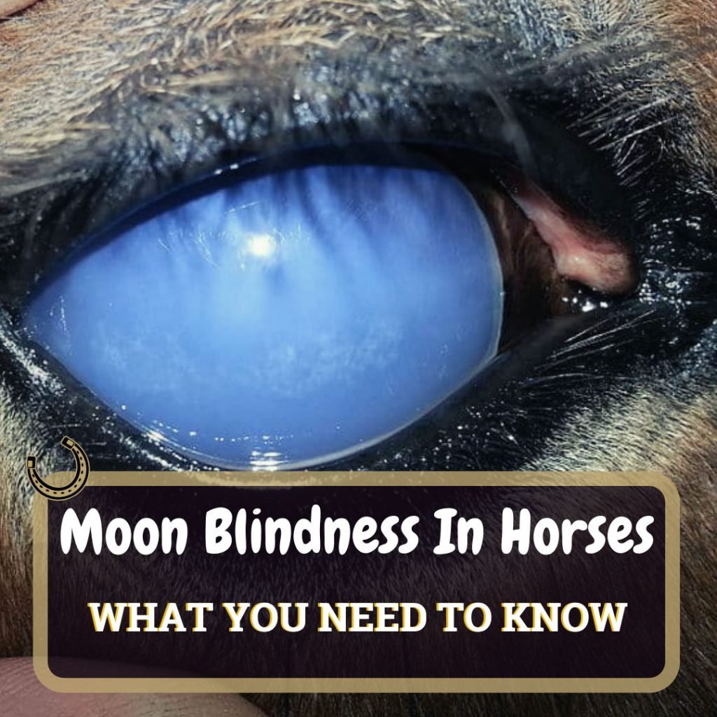 Moon Blindness In Horses What You Need To Know
