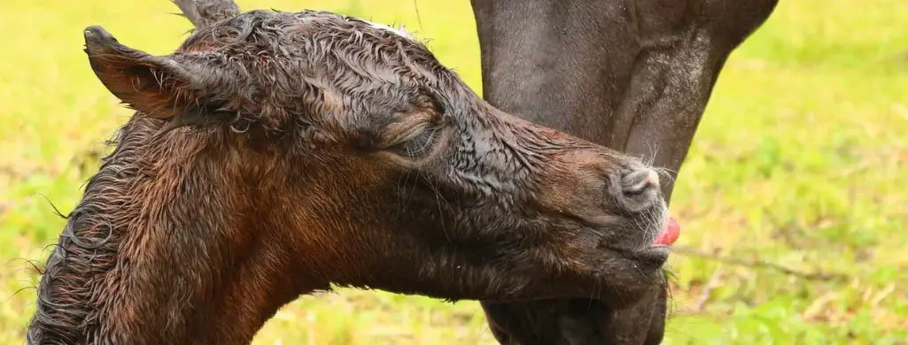 Newborn Foal