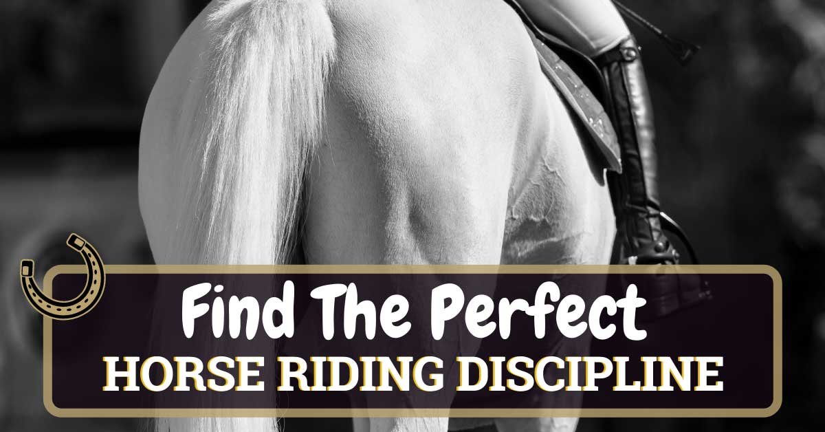 Finding The Perfect Horse Riding Discipline Horse Soup Finding The Perfect Horse Riding Discipline Horse Soup