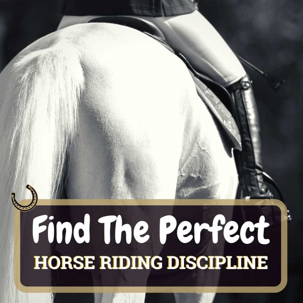 Finding The Perfect Horse Riding Discipline Horse Soup