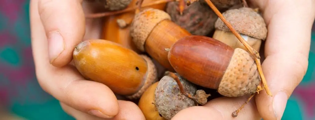 Acorns