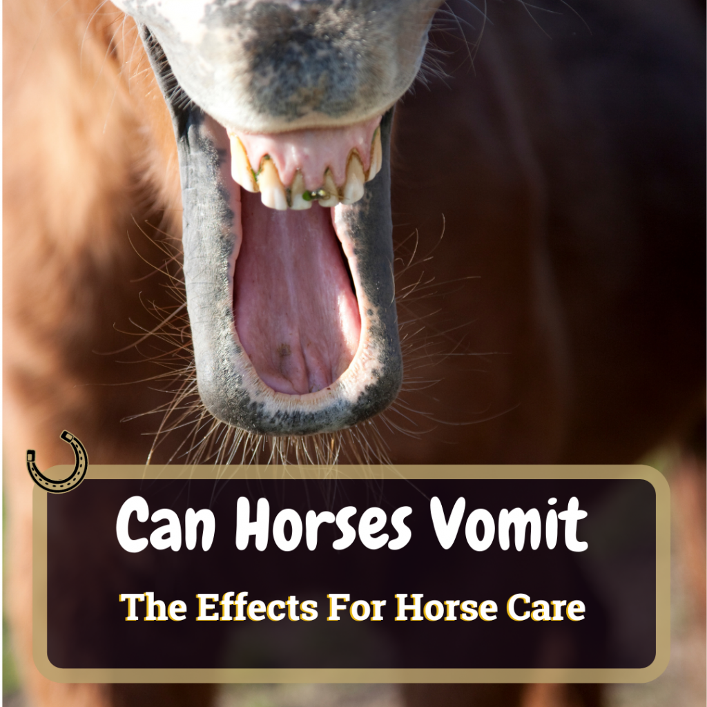 Can Horses Vomit? How Does This Affect Horse Care? Horse Soup