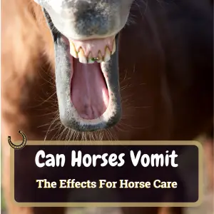 Can Horses Vomit