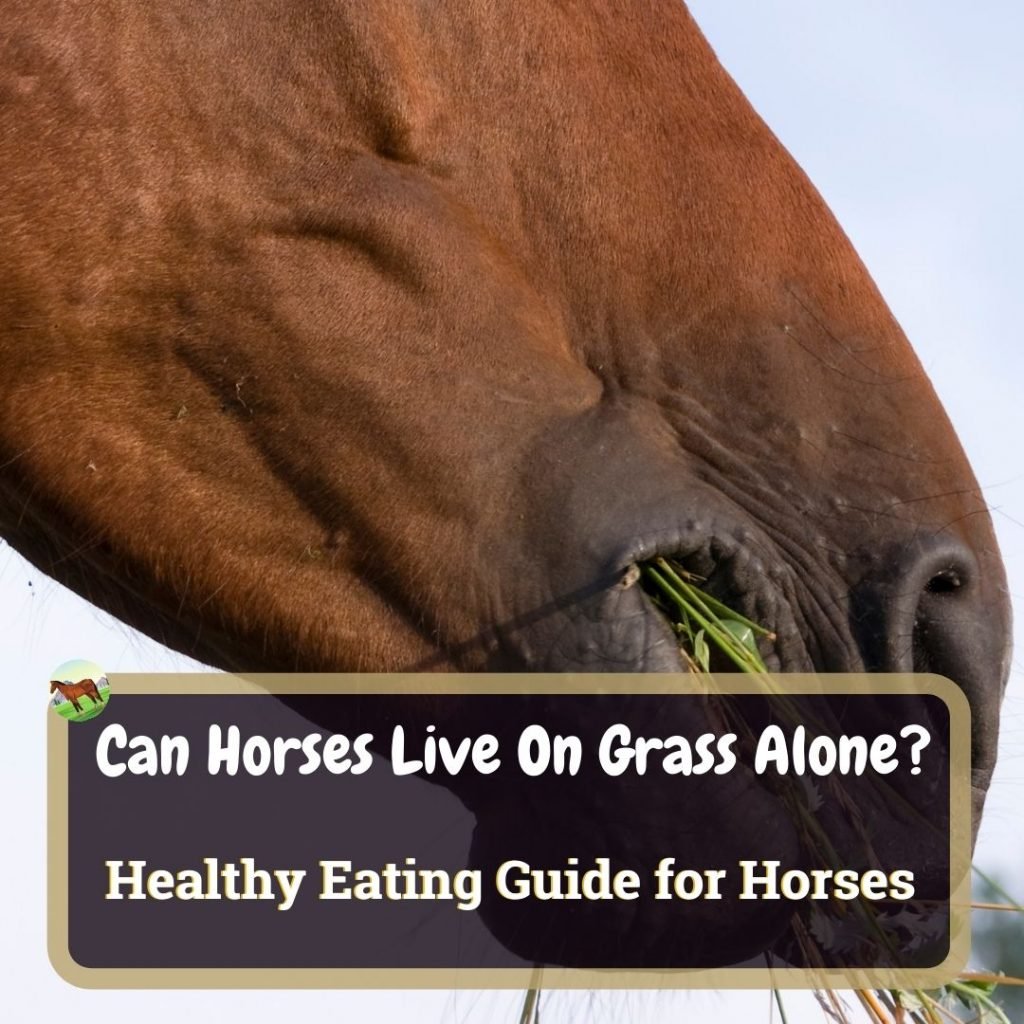 Can Horses Live On Grass Alone? Healthy Eating Guide For Horses Horse