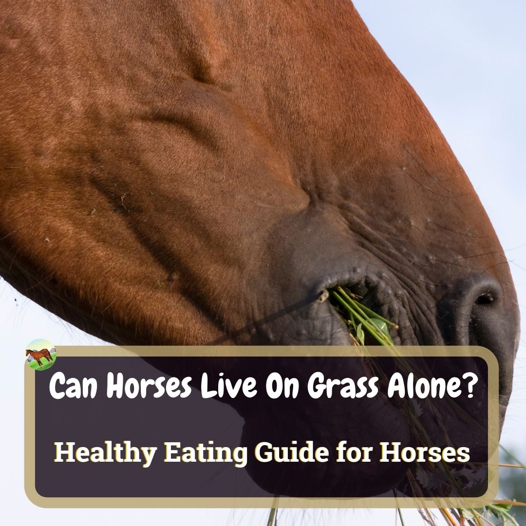 Can Horses Live On Grass Alone