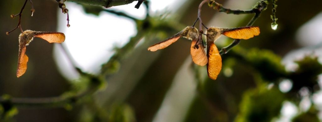 Maple Seeds