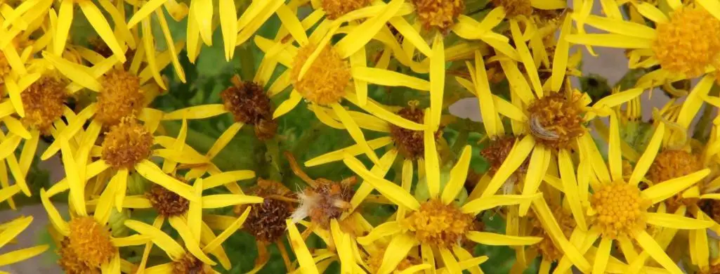 Ragwort