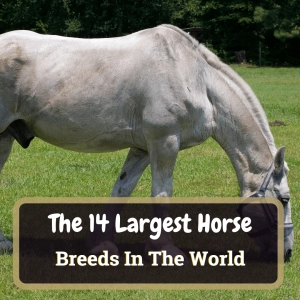 14 Largest Horse Breeds In The Wor