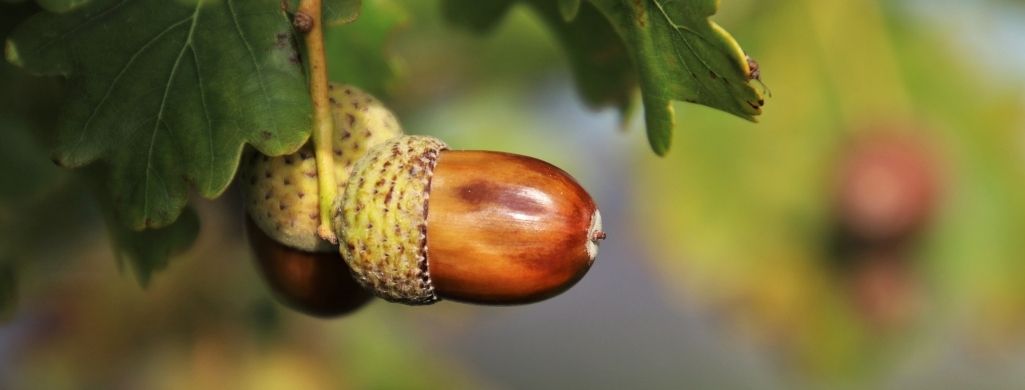 Acorns