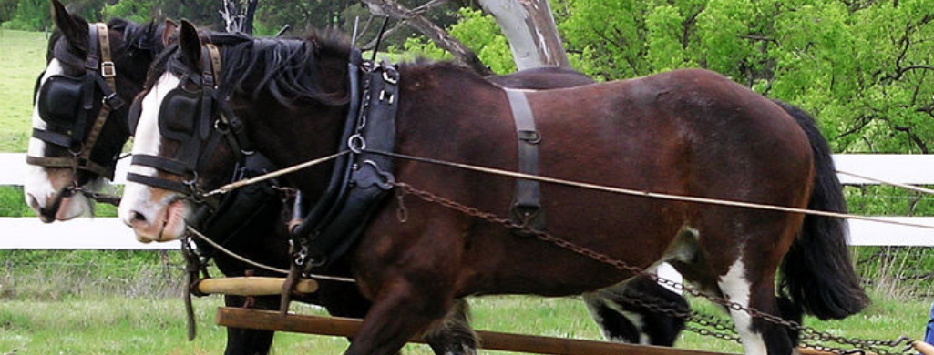 Australian Draught Horse
