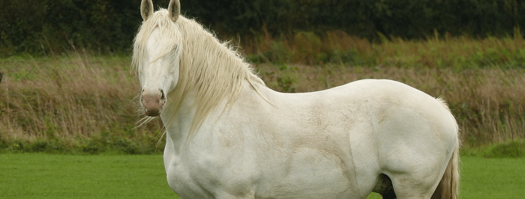Boulonnais Horse