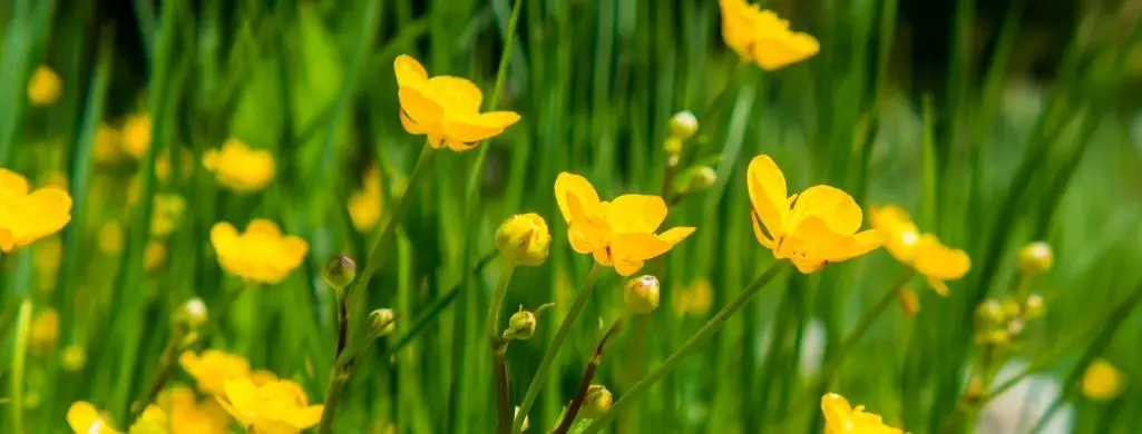 Buttercups