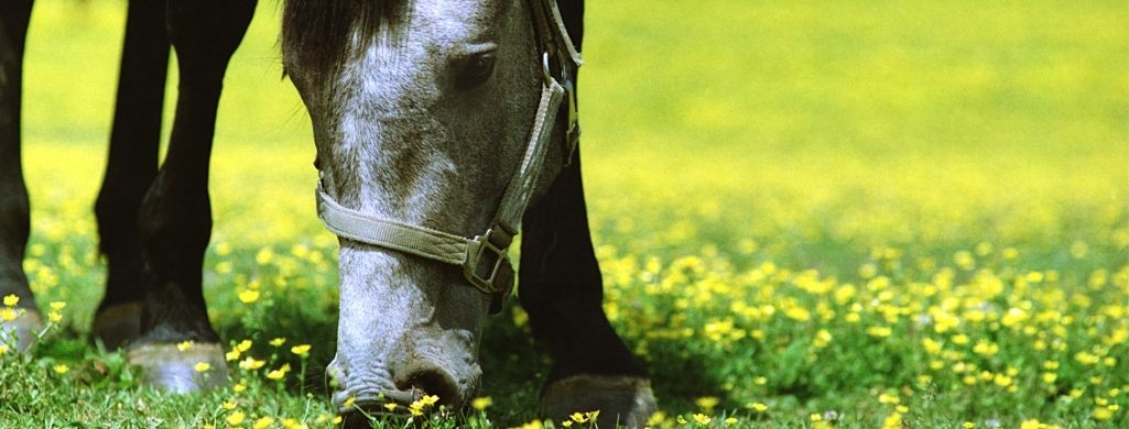 Horse Eating Flowers